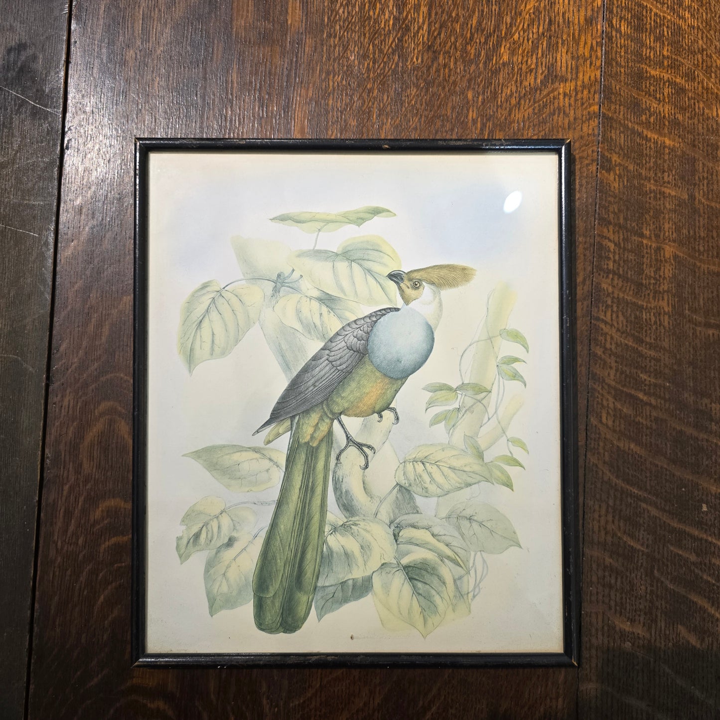 Vintage Watercolour Painting of a White-Cheeked Turaco
