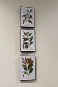 Vintage Botanical Spice Prints: Set of 3 (Cayenne, Nutmeg, Cloves)