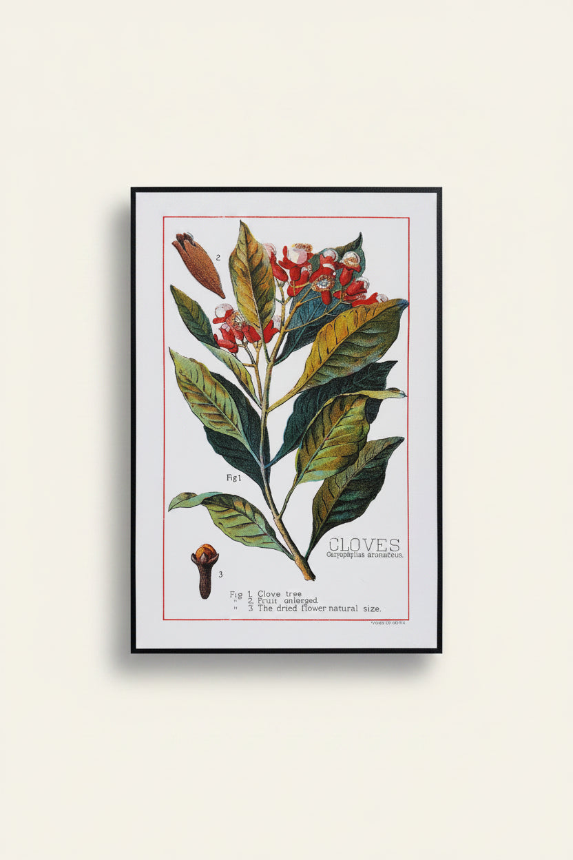 Vintage Botanical Spice Prints: Set of 3 (Cayenne, Nutmeg, Cloves)