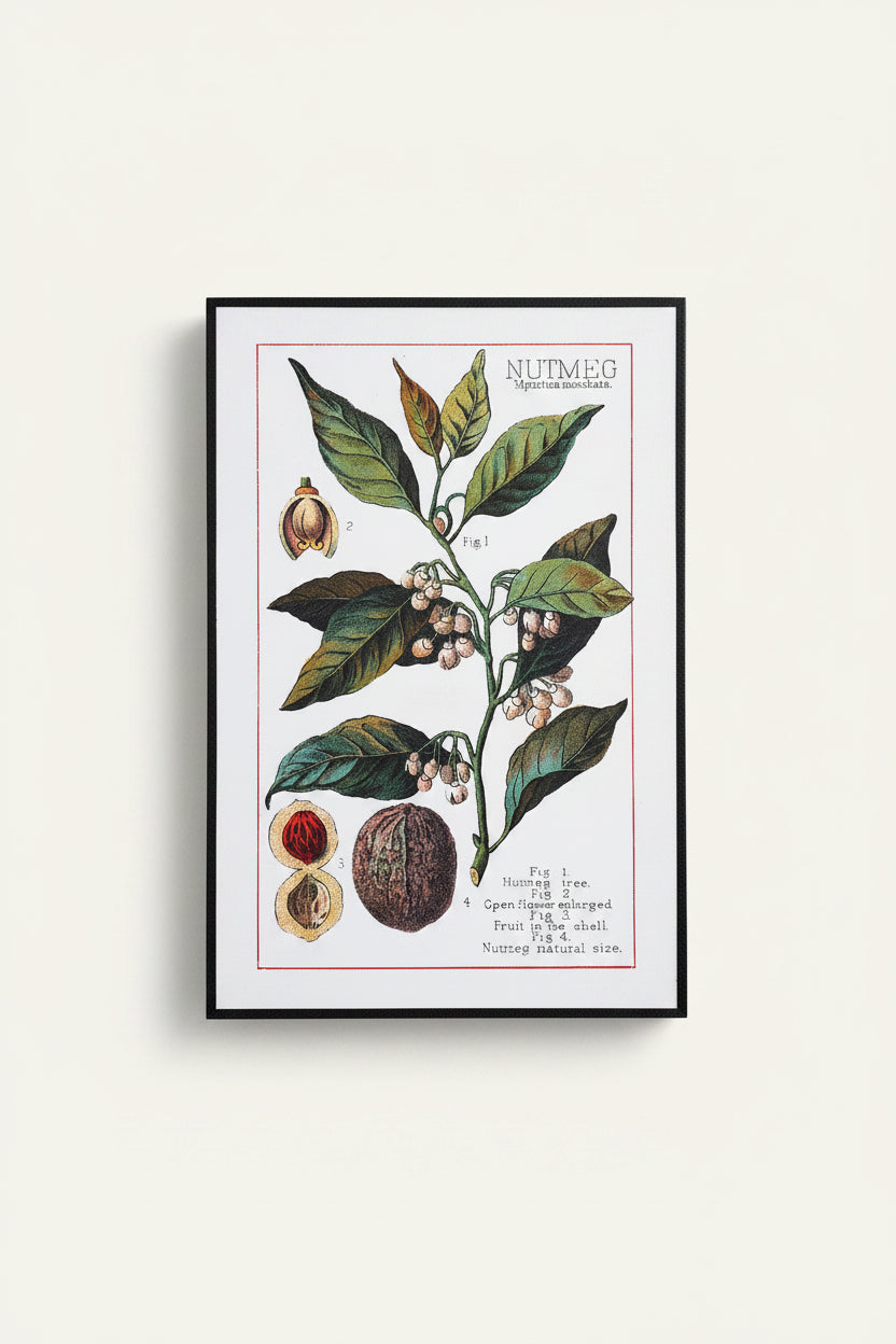 Vintage Botanical Spice Prints: Set of 3 (Cayenne, Nutmeg, Cloves)