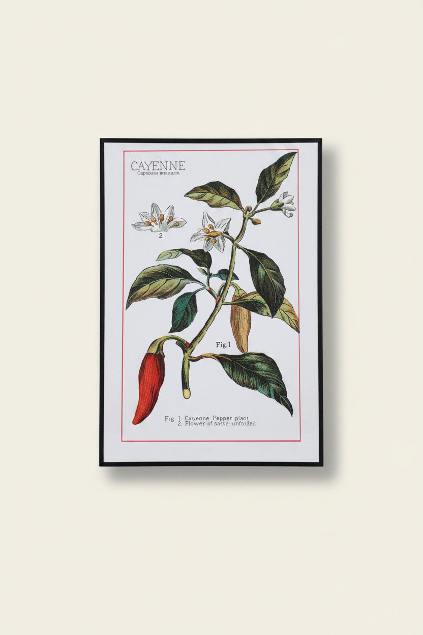 Vintage Botanical Spice Prints: Set of 3 (Cayenne, Nutmeg, Cloves)